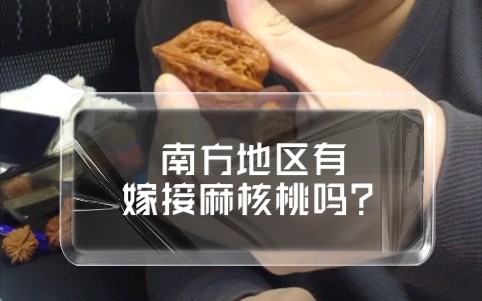 南方地区麻核桃长出来啥样?哔哩哔哩bilibili