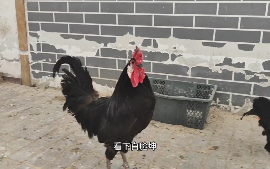 鸡中小丑,西班牙小丑鸡