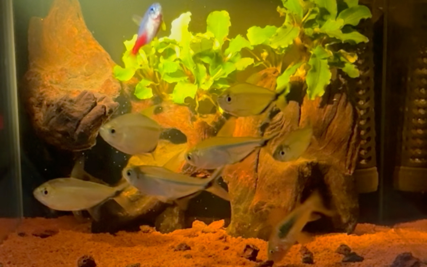 勤快的小鼠鱼,努力多吃点吧