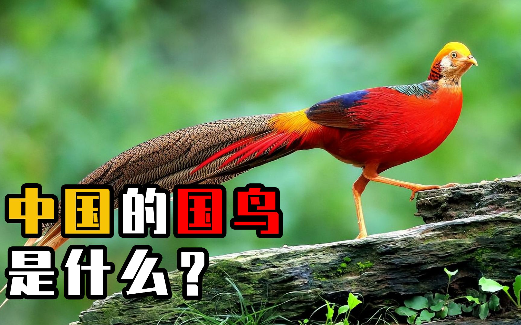 中国国鸟为何迟迟未定?三大国鸟候选者,你更喜欢哪一个?