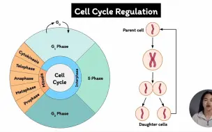 Tải video: 【细胞生物学|细胞周期】Cell Cycle Regulation | Cell Biology