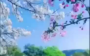 鸟语花香(建议全屏观看)哔哩哔哩bilibili