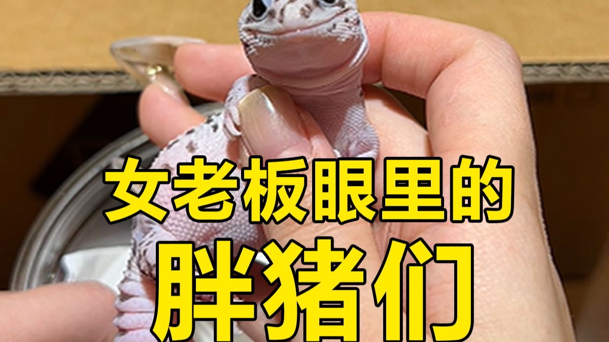 【特别期】胖猪鉴赏环节-爬宠而已Zpc-爬宠而已Zpc-哔哩哔哩视频