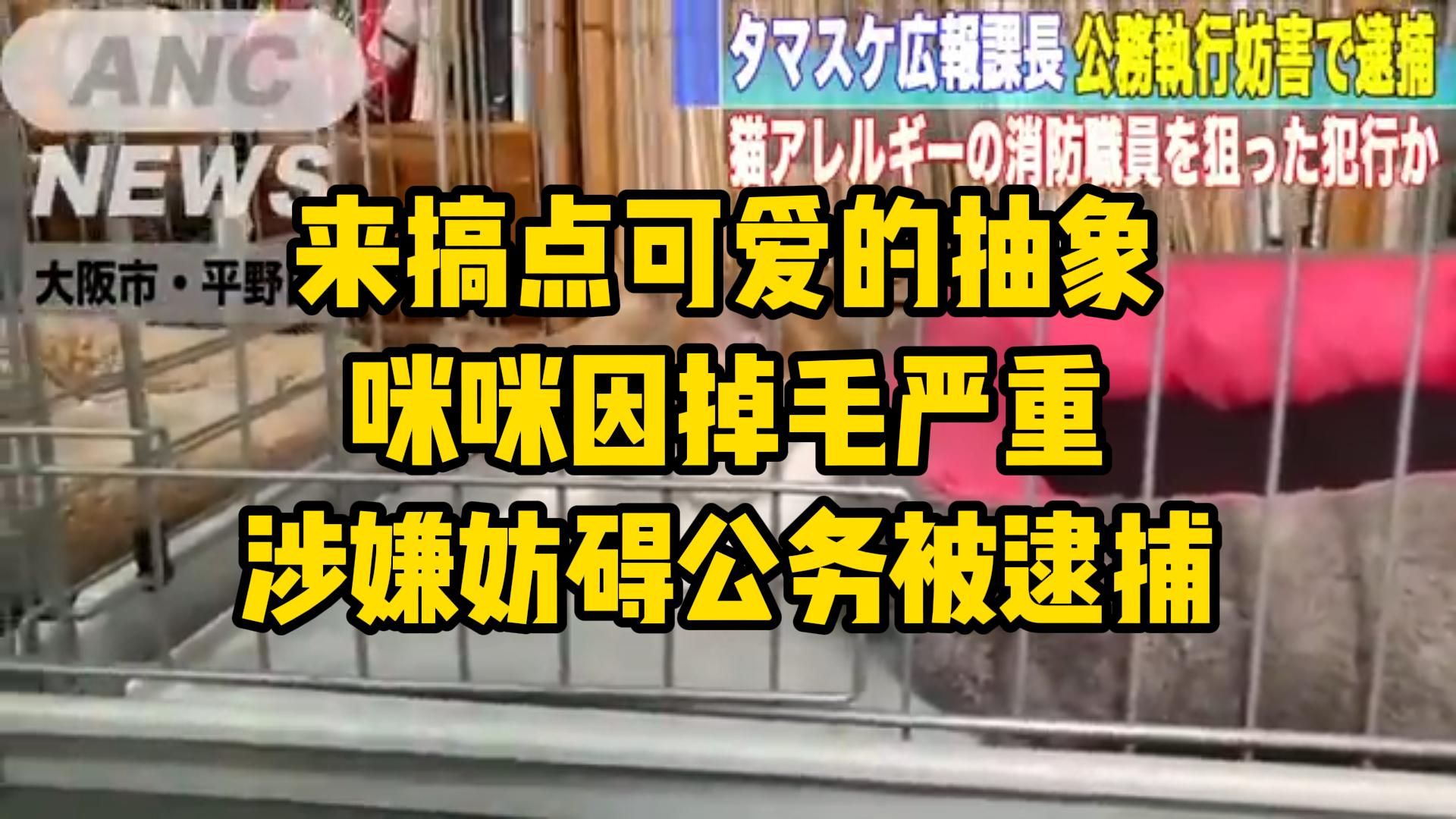 抽象了哈,日本一只咪咪因掉毛涉嫌妨碍公务被逮捕哔哩哔哩bilibili