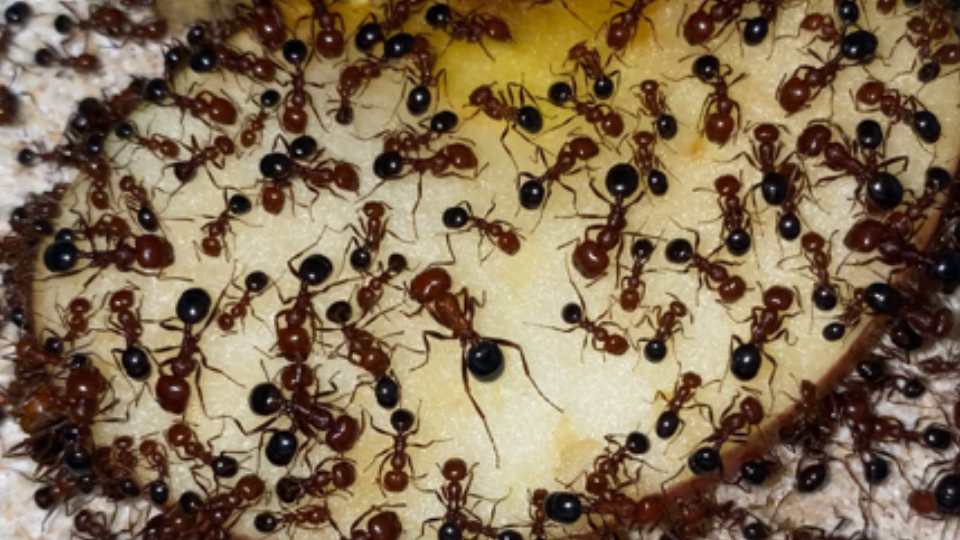 爱吃水果的希伯来收获蚁