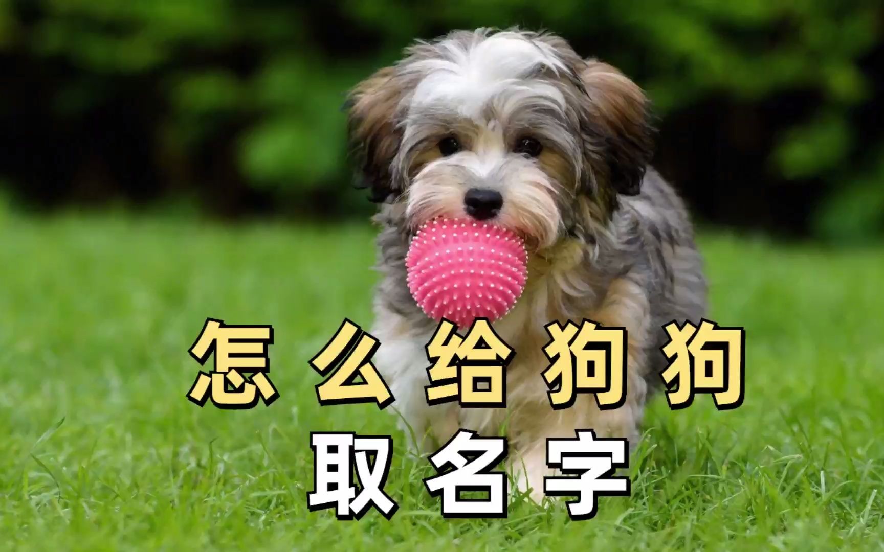 怎么给狗狗取名字,铲屎官们看过来!