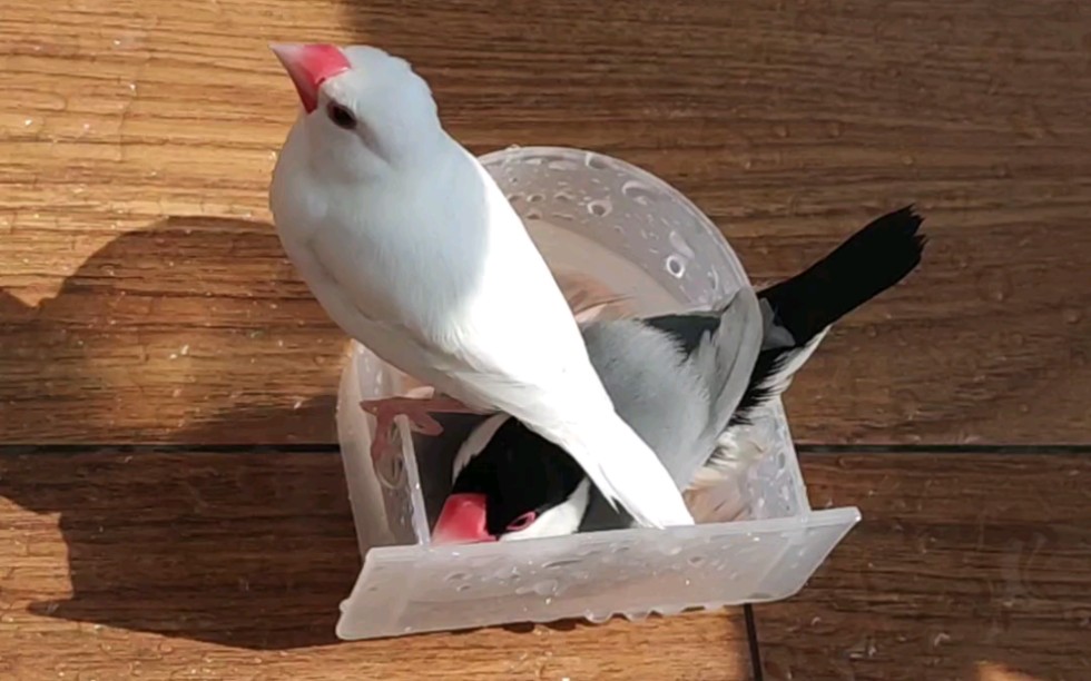 文鸟|糯米团子洗澡