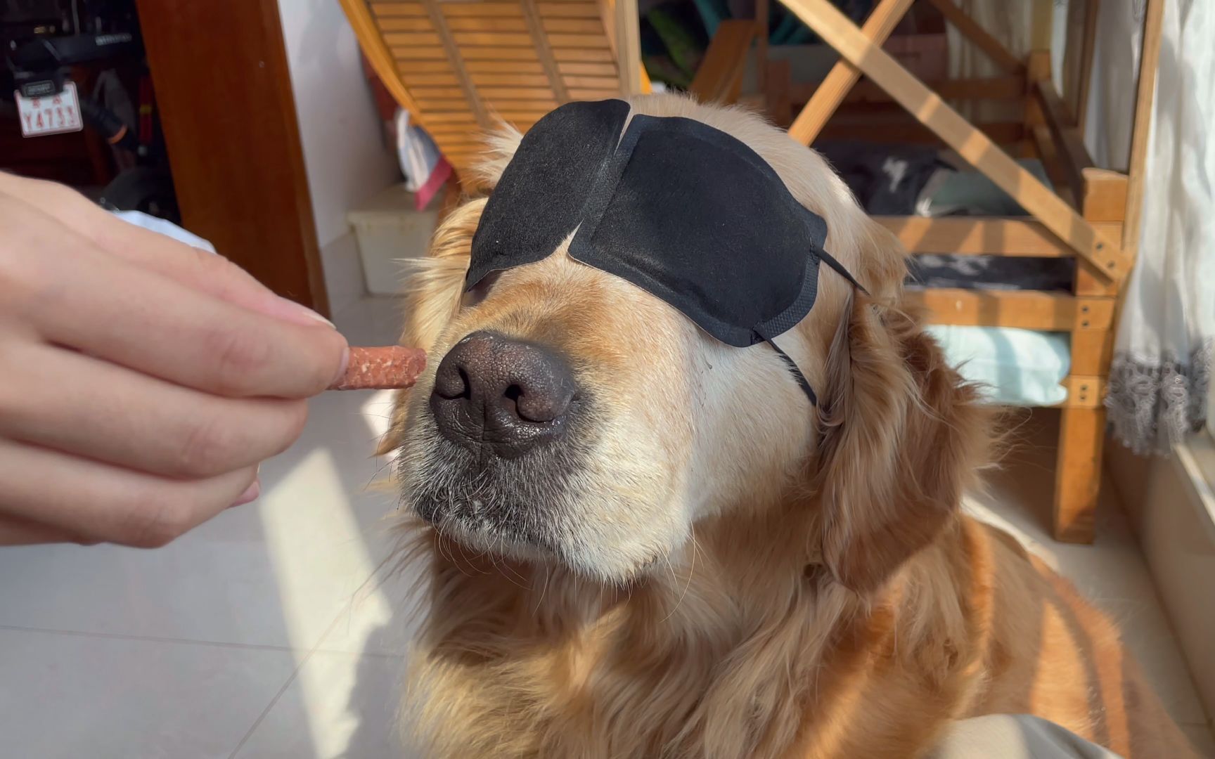 把金毛的眼睛蒙住,再喂它吃平时喜欢吃的零食,没想到它.