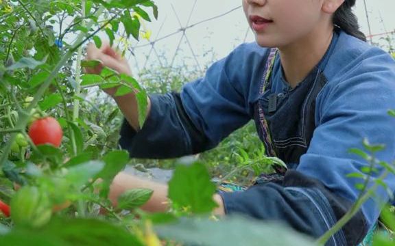 想不到在我们这边居然还有这么大一片千禧果,品质好、果色鲜,可惜都裂口了,有没有知道这和小番茄有什么区别?哔哩哔哩bilibili