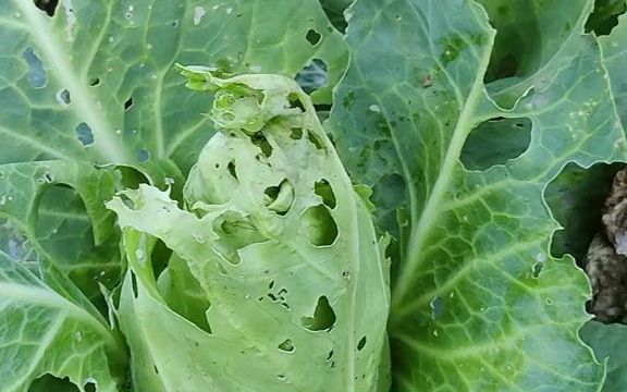 【三农】一招解决白菜地里的小菜蛾菜青虫,一打一个准,你试过吗?