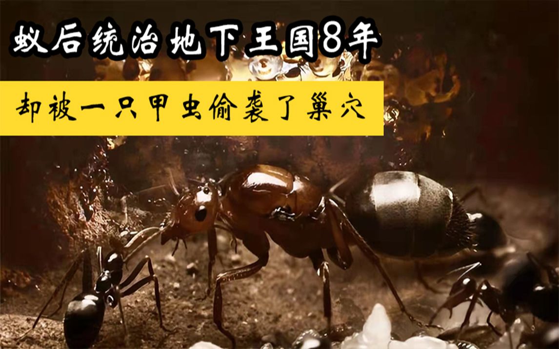 蚂蚁帝国的兴衰:蚁后统治地下王国8年,却被一只甲虫偷袭了巢穴哔哩哔哩bilibili