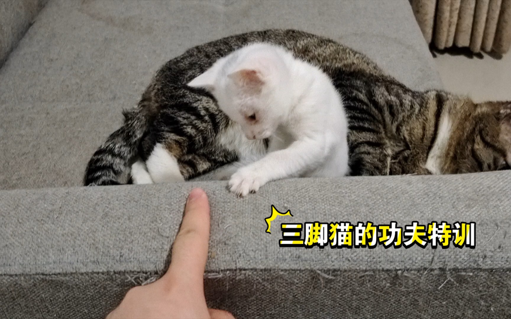 [图]三脚猫的功夫特训！