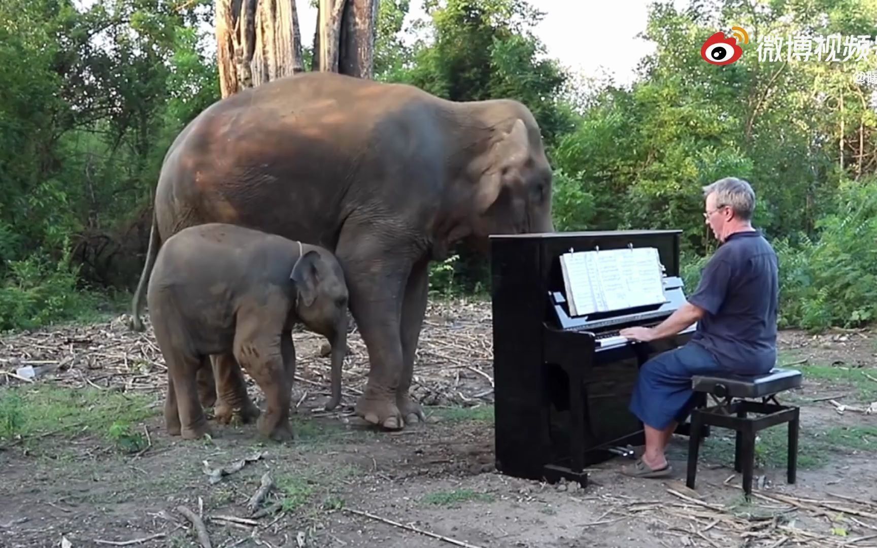 原来大象也会欣赏音乐