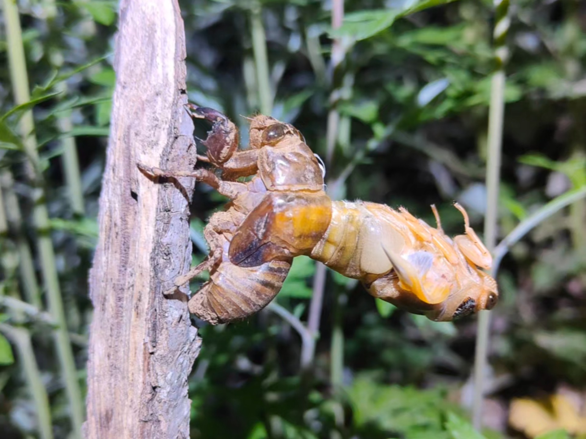 手电水桶树林边,抓知了猴第四天.2025年,抓知了猴的季节开始了