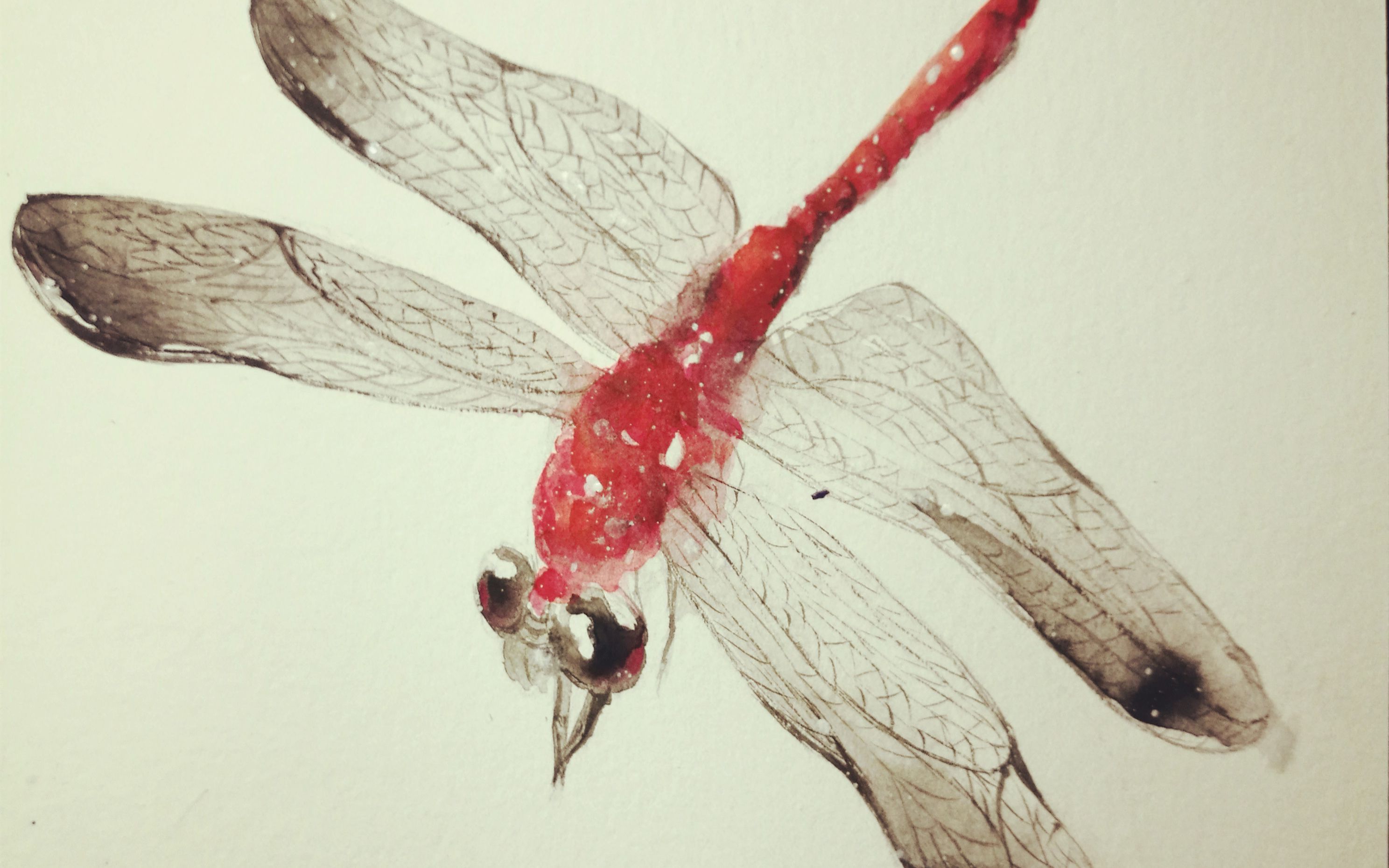 【水彩】一只红蜻蜓