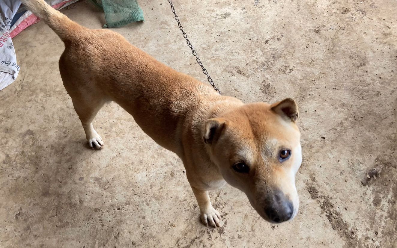 看上一条葫芦头猫耳的土猎母狗,可狗主不肯卖只好等它的后代出生