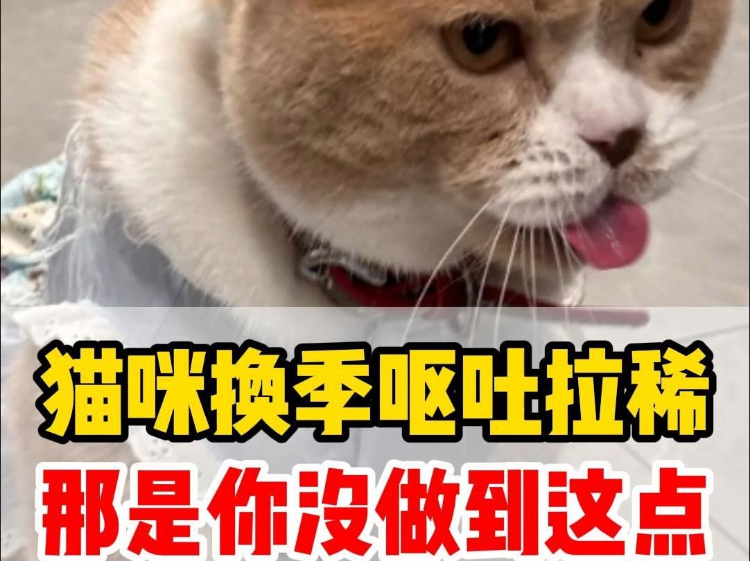 一变天就软便拉稀的猫,你得学会帮它养肠胃哔哩哔哩bilibili