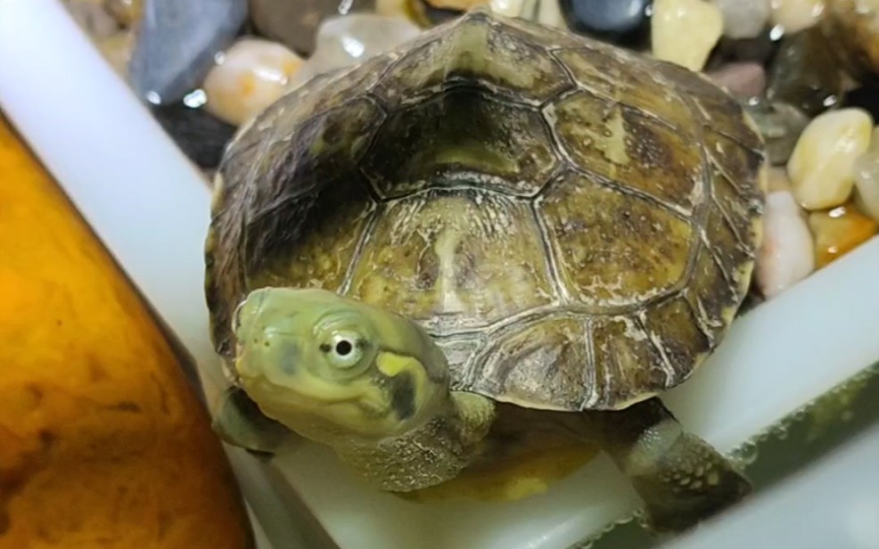 微笑脸的小青龟,孵化出来一年后的样子