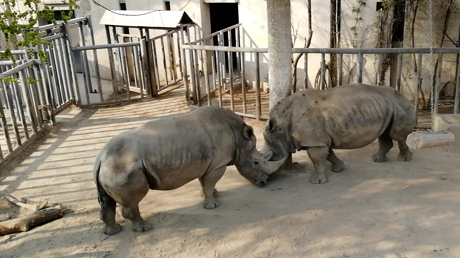 北京动物园游之犀牛