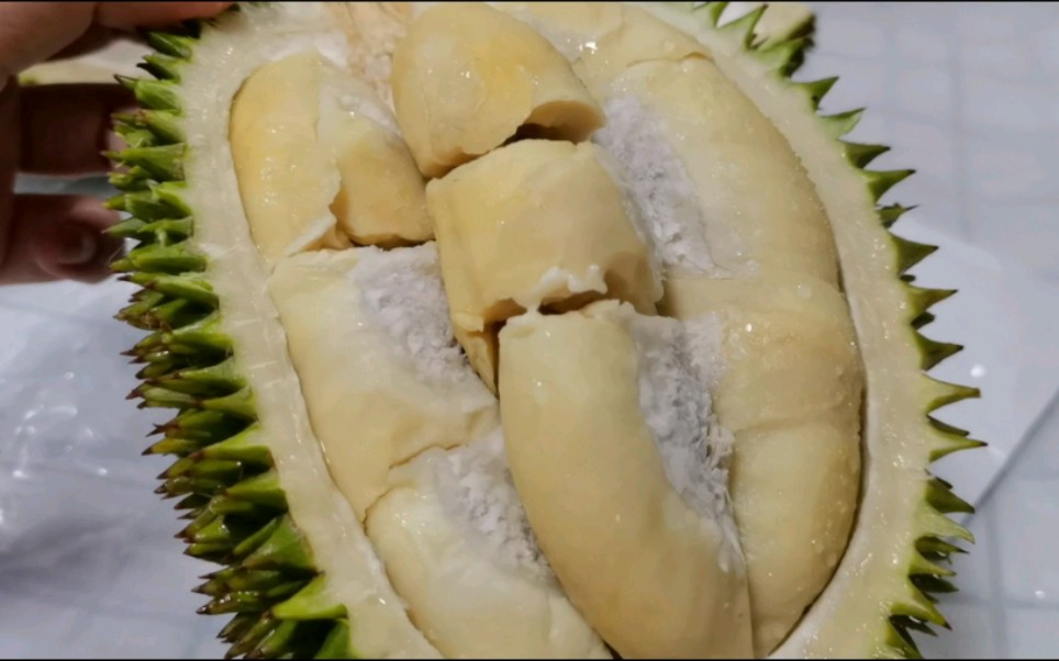 马来西亚金凤榴莲开箱~据说比猫山王产量更低哟!