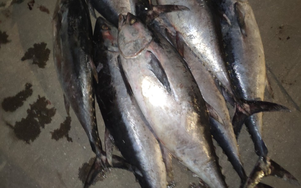 人工割鱼和机器割鱼