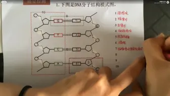 Скачать видео: 2分钟了解DNA分子的结构