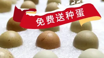 芦丁鸡每天产的种蛋免费也要送出去，超过七天后，受精种蛋孵化率很低