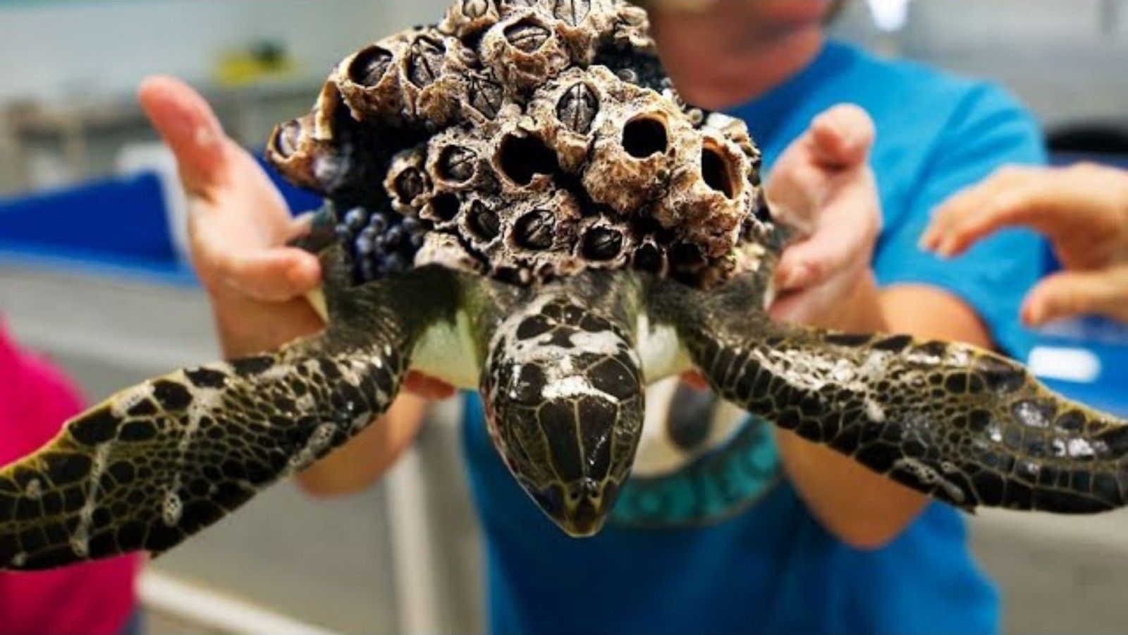 藤壶灭杀拯救龟龟大行动 53