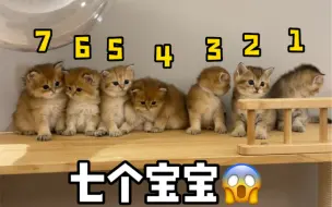 Download Video: 七只小奶猫竟然有三个爸爸？？