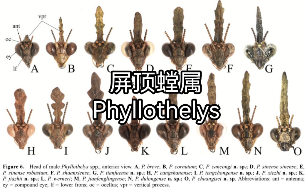 【中国螳螂目1】屏顶螳属Phyllothelys哔哩哔哩bilibili