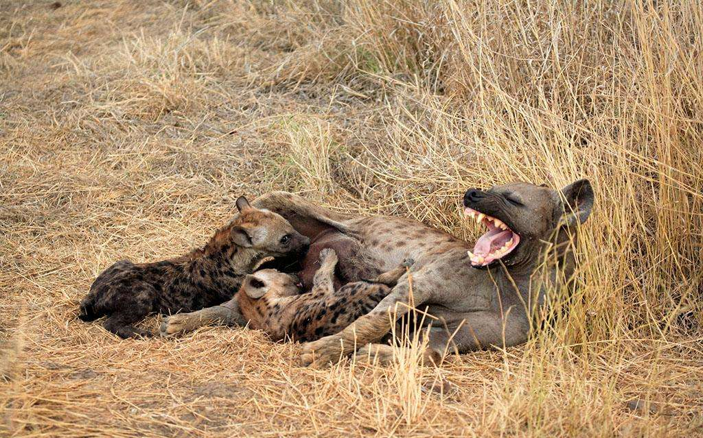 灵感刺客信条起源最高难度06鬣狗误入歧途的母亲