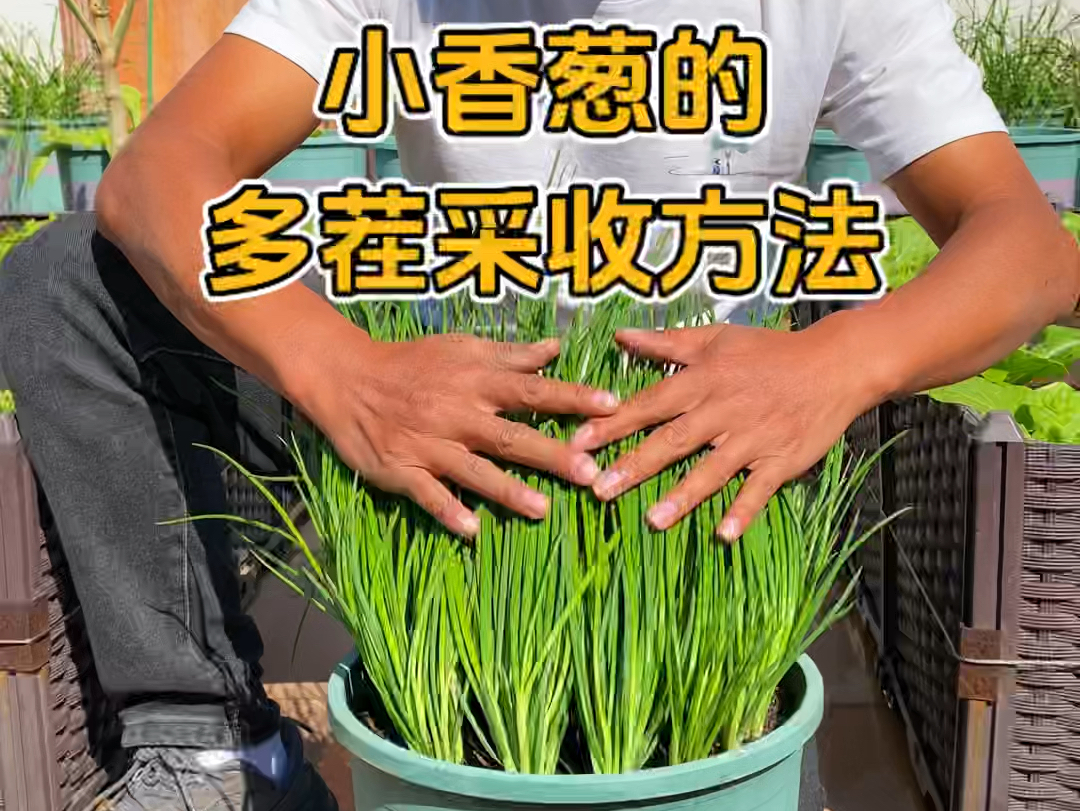 小香葱多茬采收还能长得粗壮的小技巧 #小香葱 #种植小技巧 #自己种的纯天然的绿色蔬菜哔哩哔哩bilibili