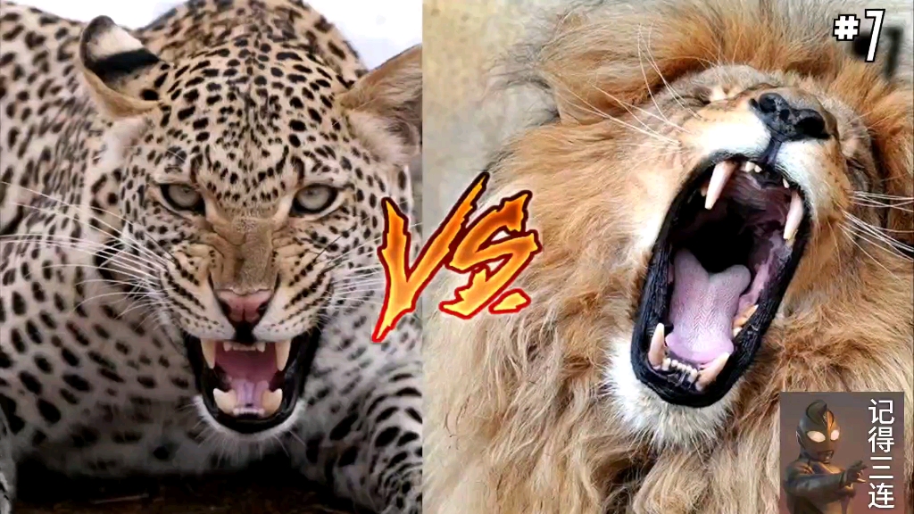 猎豹vs狮子,草原之王狮子不是盖的,豹子落荒而逃到树上