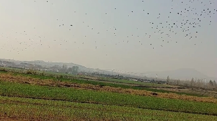 哇哇哇,看看这么多花喜雀在天空飞哔哩哔哩bilibili