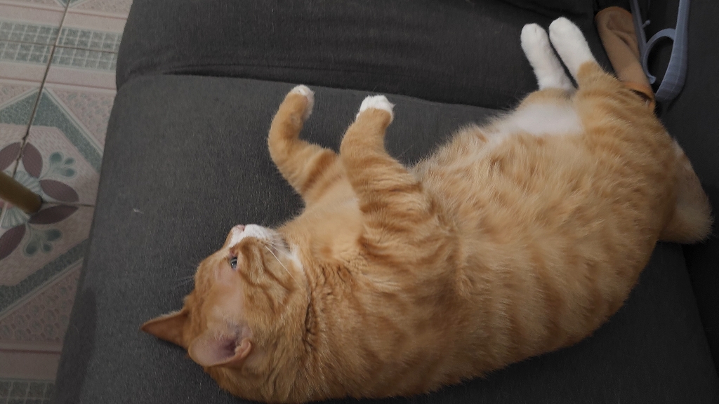 家里有一只很胖又很懒的橘猫是怎样的体验!