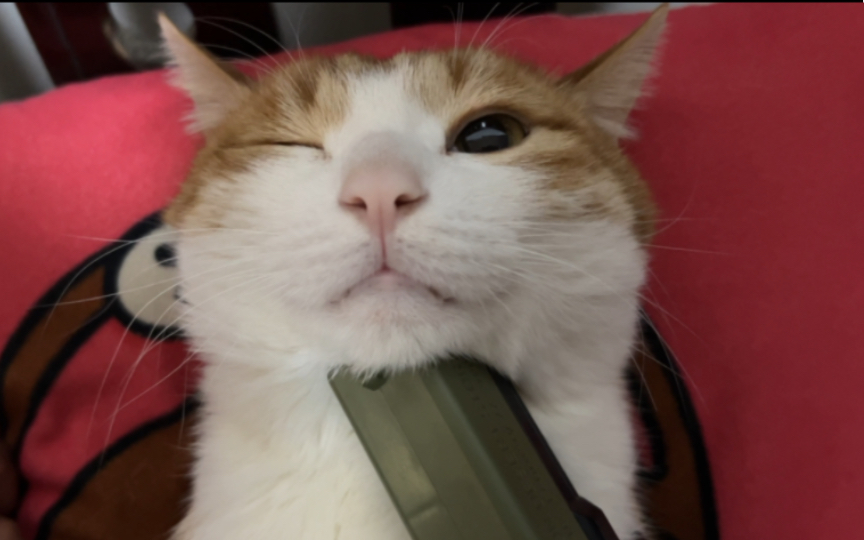 猫:好耶…太舒服没忍住咬了他一口居然还触发了额外奖励….