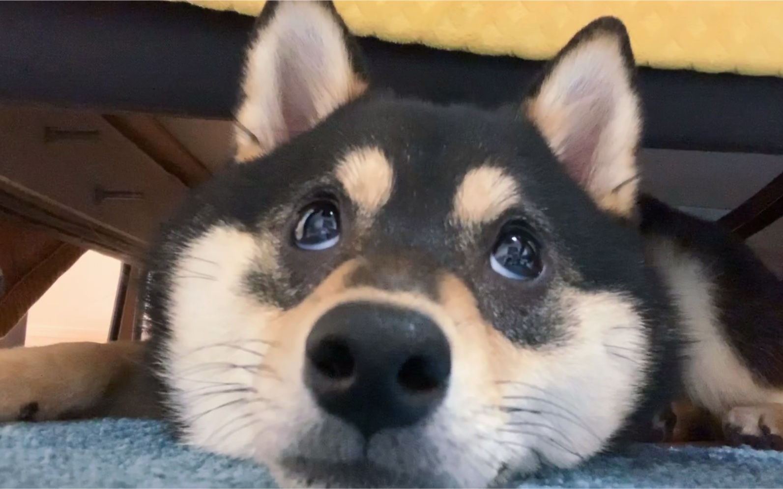 「柴犬」萌我一脸血