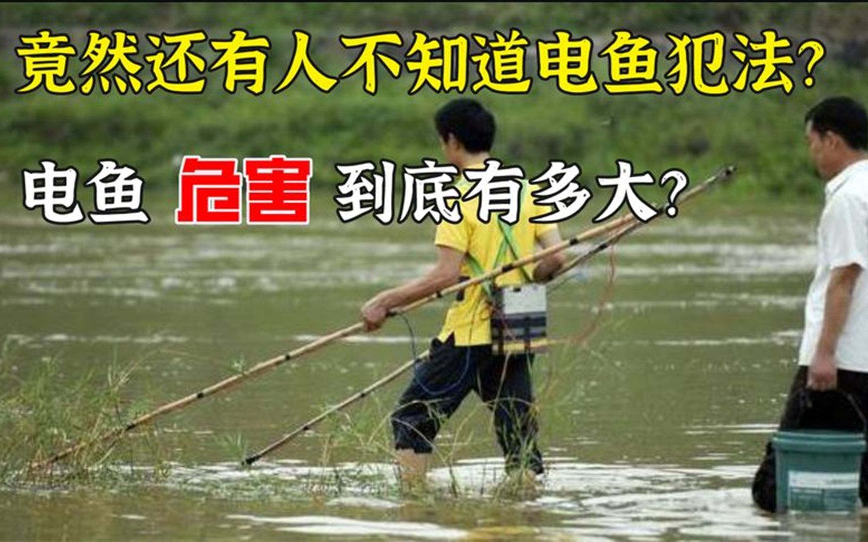 电鱼的危害有多大为何电死一条鱼要被判重刑背后真相引人深思