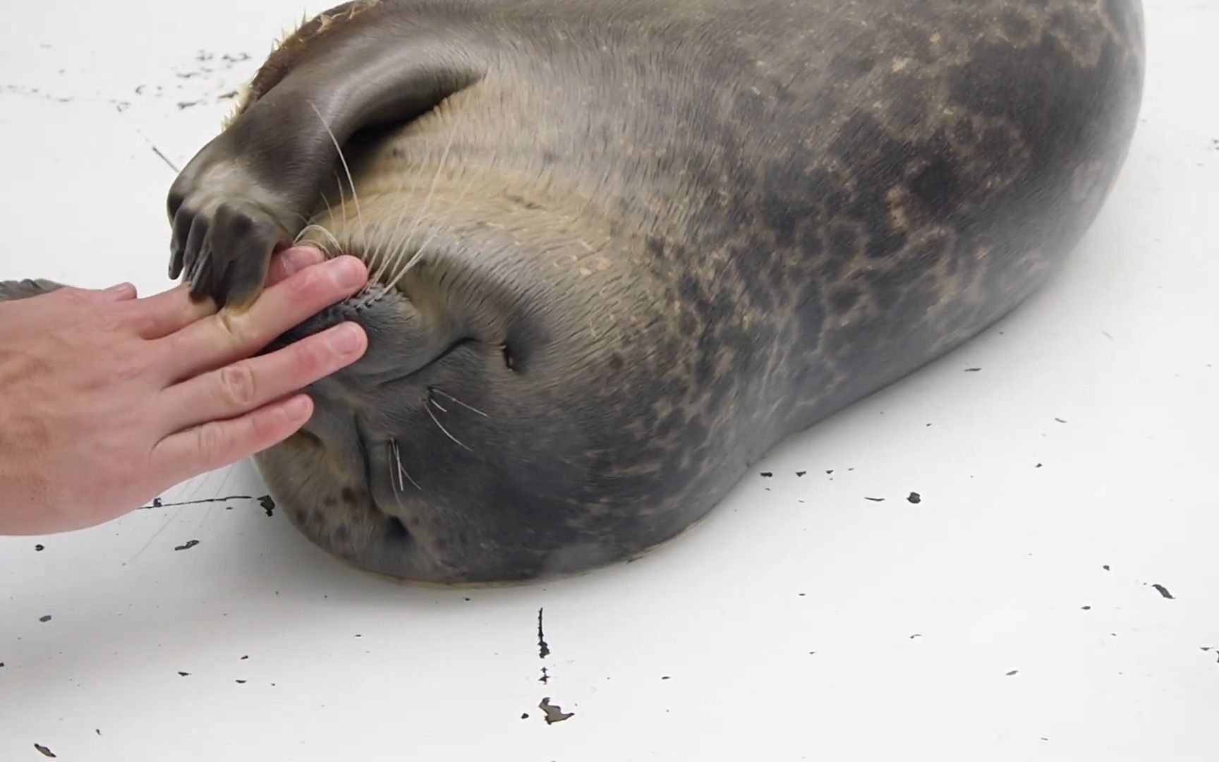 海游馆 摸摸海豹的鼻子