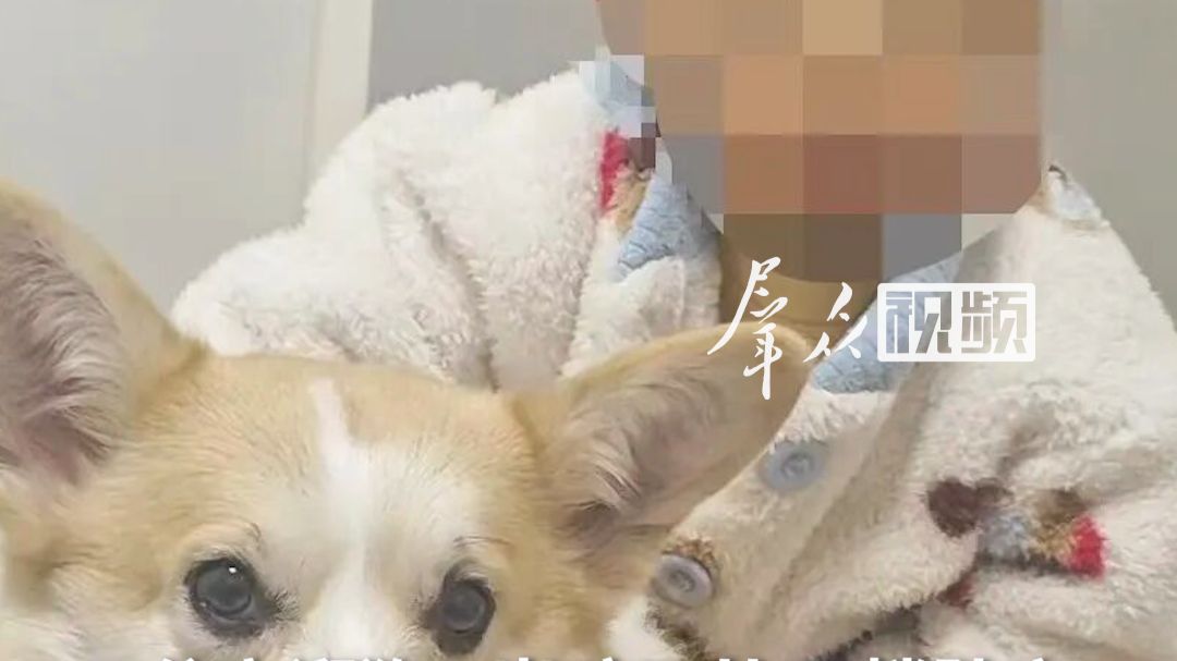 父亲外出遛狗，2岁孩子从18楼坠亡。妻子以“过失致人死亡”报案，已获当地派出所受理。