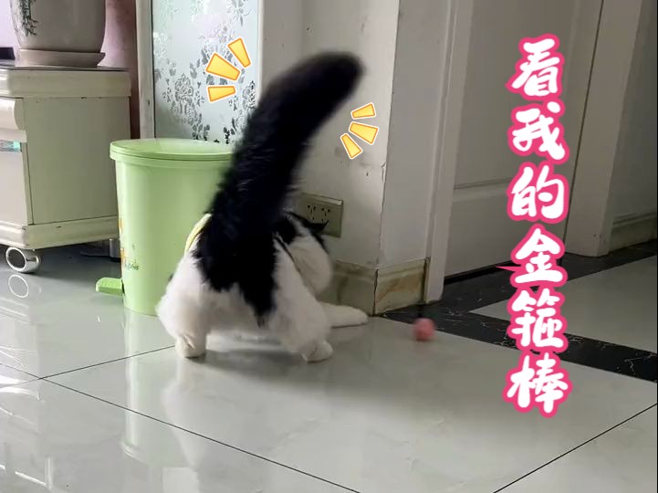 猫咪电动玩具,猫咪在家不无聊了#猫玩具哔哩哔哩bilibili