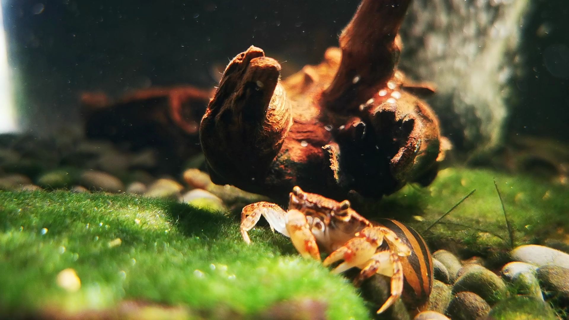 龙溪蟹鱼缸觅食