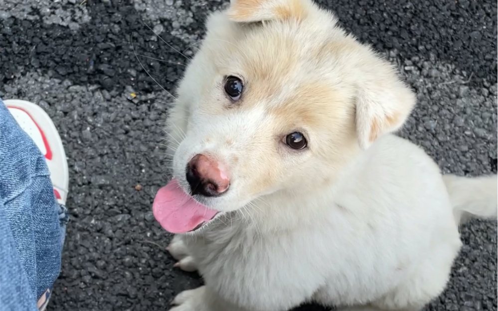 流浪小白狗求领养