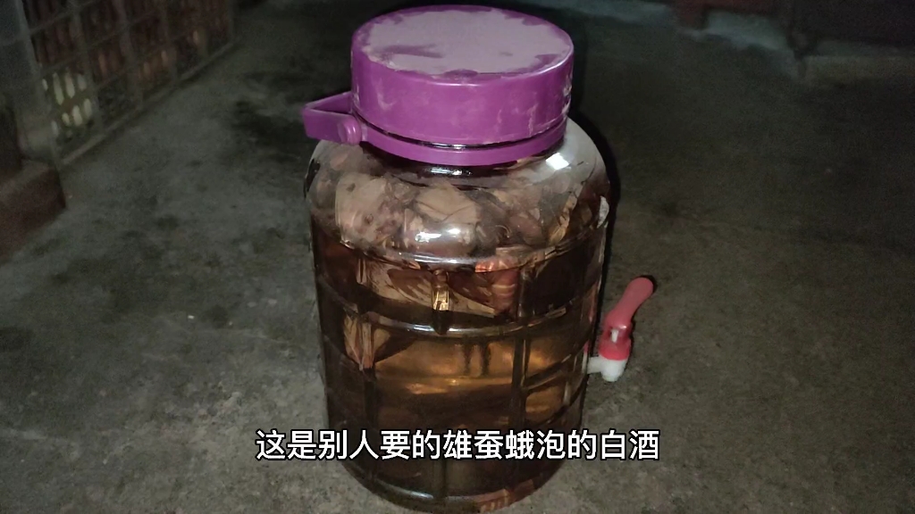 雄蚕蛾泡酒的功效(雄蚕蛾泡酒:强身健体,滋补养生)