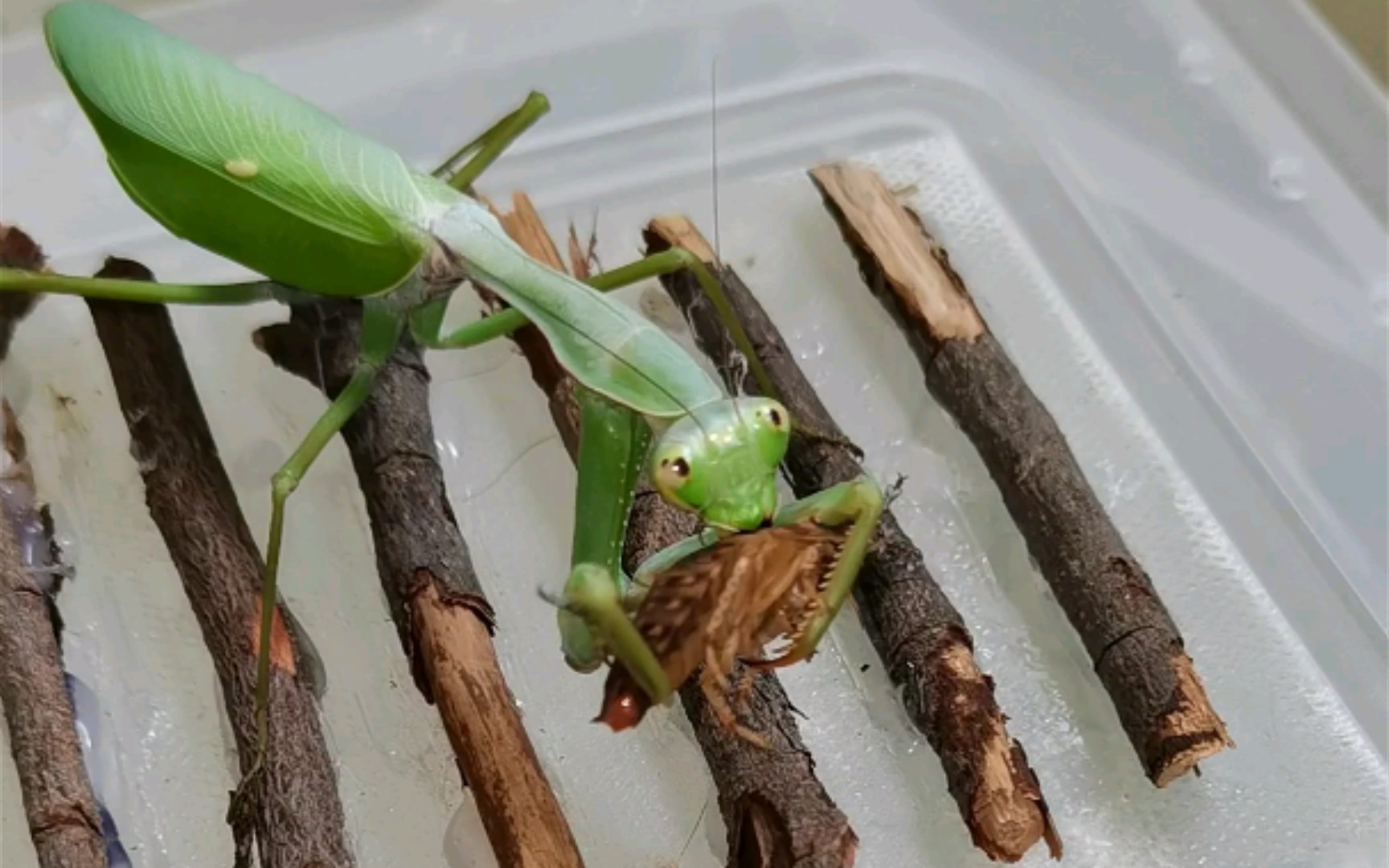 台湾巨斧螳秒杀小强