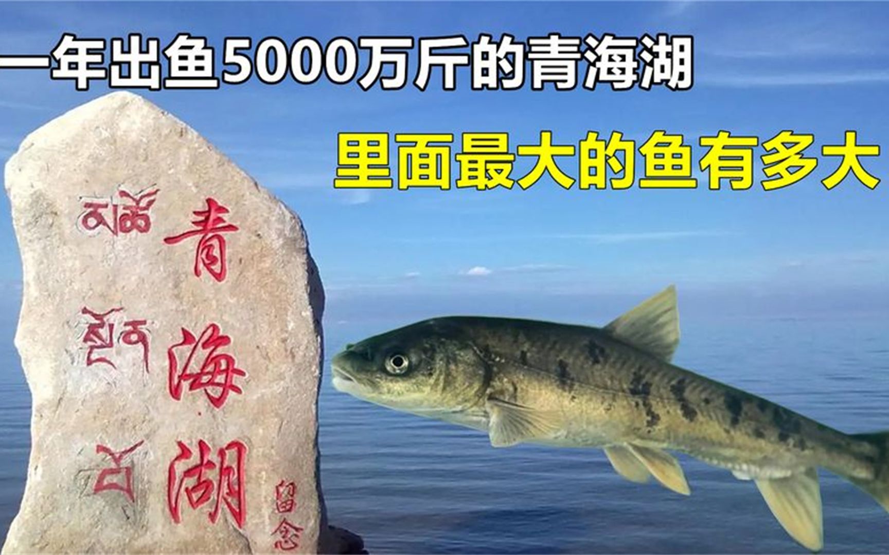 一年出鱼5000万斤,禁渔10年的青海湖,里面最大的鱼有多大?