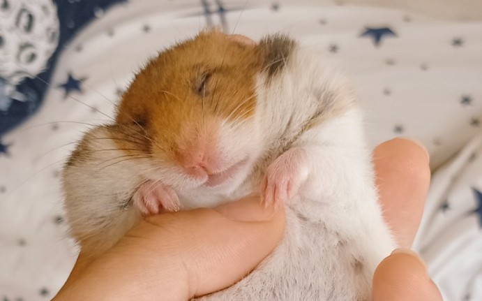 【金丝熊】小啾啾吃东西合集!