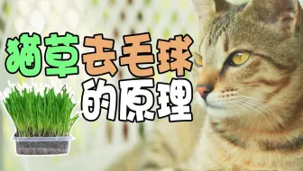 来一盘无土栽培的猫草吧 哔哩哔哩 Bilibili