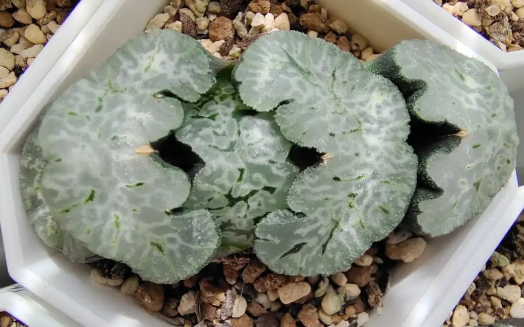 田中雄一和白熊玉扇