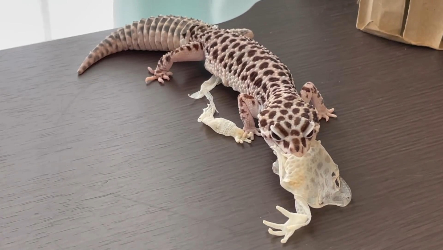 豹纹守宫蜕皮,焕然一新